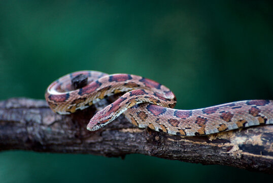 Corn snake on a branch