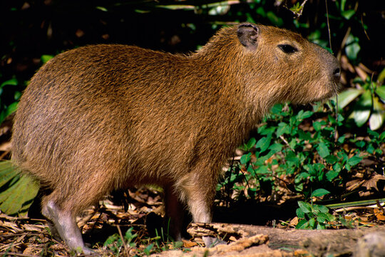 Close-up of a Capybara - Powered by Adobe