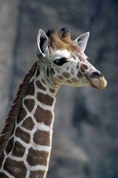 Close-up of a giraffe