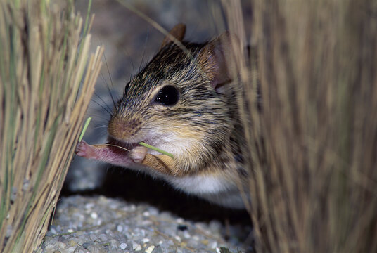 Close-up of a Zebra Mouse