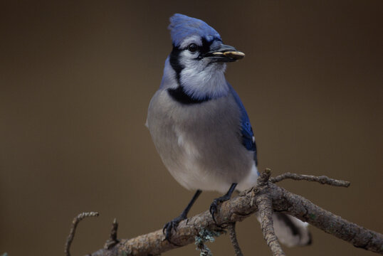 Blue Jay on a branch