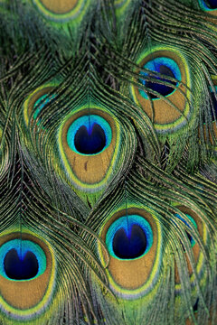 Fototapeta Close-up of peacock feathers