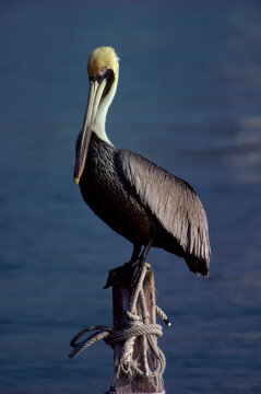Brown Pelican perched on a wooden post