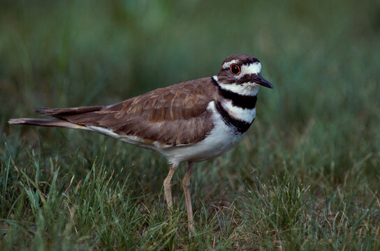 Close-up of a Killdeer