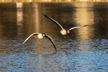 The flying greylag goose, Anser anser is a species of large goose