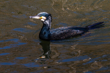 The great cormorant, Phalacrocorax carbo swimming on a lake