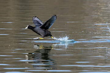 Eurasian coot, Fulica atra chasing each other by running across the water