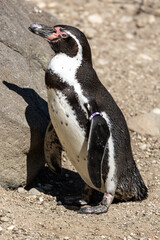 Obraz premium Humboldt Penguin, Spheniscus humboldti in a park