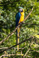 The Blue-and-yellow Macaw, Ara ararauna is a large South American parrot