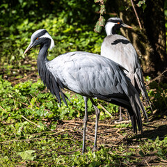 Demoiselle Crane, Anthropoides virgo are living in the bright green meadow during the day time