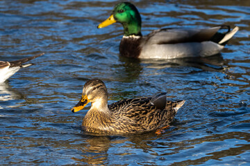 Wild duck or mallard, Anas platyrhynchos swimming in a lake