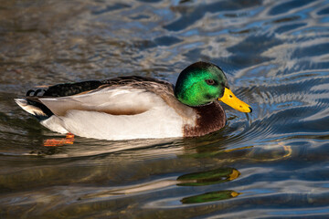 Obraz premium Wild duck or mallard, Anas platyrhynchos swimming in a lake