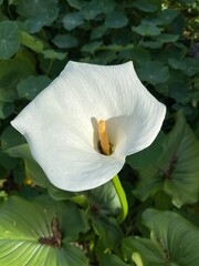 White Calla Lily in the garden during Spring. 
