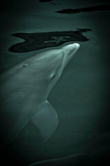 Dolphin