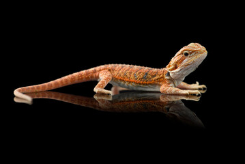 The central bearded red dragon lizard isolated on black background