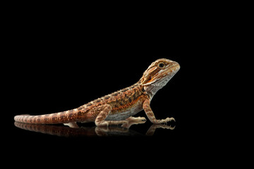 The central bearded red dragon lizard isolated on black background