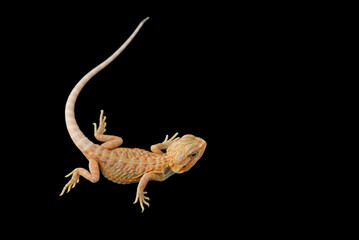 The central bearded red dragon lizard isolated on black background