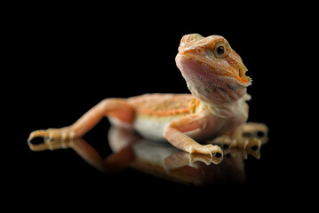 The central bearded red dragon lizard isolated on black background