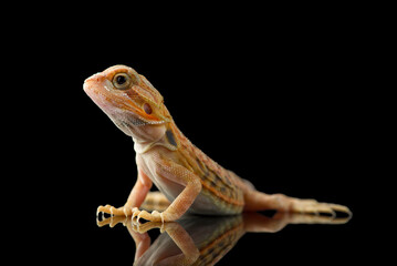 The central bearded red dragon lizard isolated on black background