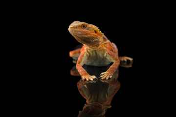 The central bearded red dragon lizard isolated on black background