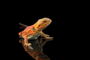 Fototapeta premium The central bearded red dragon lizard isolated on black background