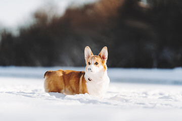 corgie pembroke dog in snow