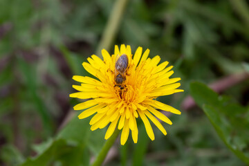 yellow beautiful dandelion flowers with seeds