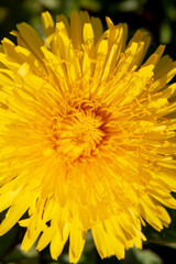 yellow beautiful dandelion flowers with seeds