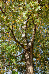 trees with orange foliage in the autumn season