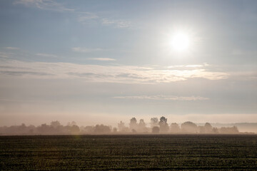 Fototapeta premium trees in thick fog in the morning