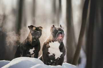 dog in snow