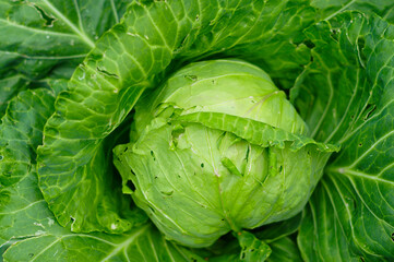 cabbage harvest. big head of green cabbage. 