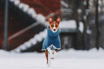 dog in snow