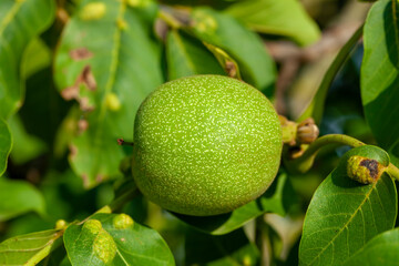 immature walnut tree during fruit ripening