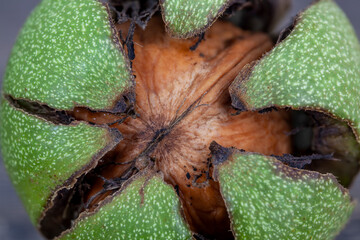 walnuts harvested and preparing it for drying