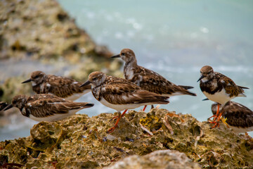 Birds at the Beach