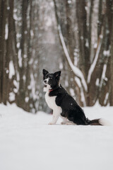 border collie dog