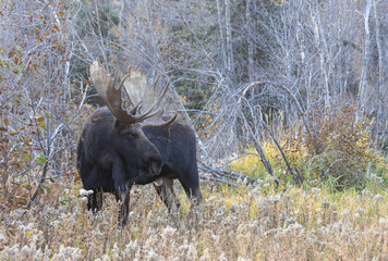 Bull Moose During the Rut in Autumn in Grand Teton National Park Wyoming