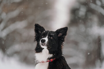 border collie dog