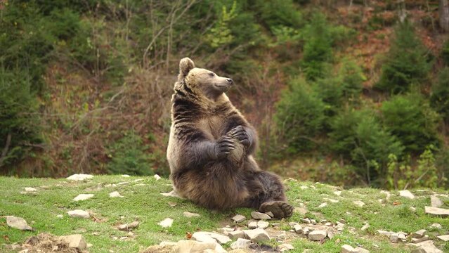 Funny wild brown bear plays with it's paw sitting on a meadow in a forest