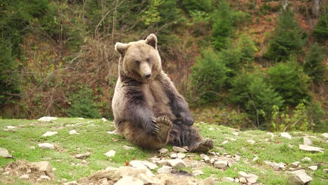 Funny wild brown bear itches sitting at a green meadow in a forest
