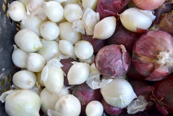 A pile of bulb onions fresh from the farm. Background