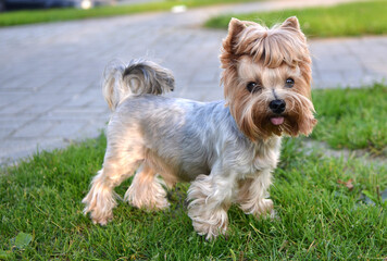 Little cute dog pet outdoor. Yorkshire terrier.