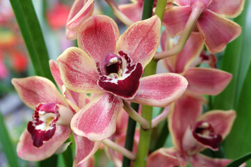 Pink-coral cymbidium orchid flowers, macro photography, selective focus, horizontal orientation