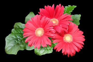 Bouquet of red gerberas with distias isolated on a black background, macro photography, selective focus, horizontal orientation
