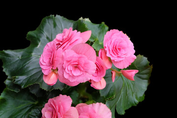 Terry begonia with bright pink flowers isolated on a black background, horizontal orientation, selective focus.