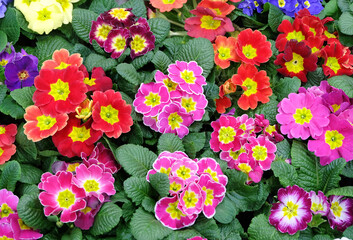 Multicolored primroses in a greenhouse, floral spring background, selective focus, horizontal orientation.