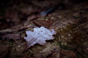 an oak leaf lies on the trunk of an old tree, the leaf is covered with light frost