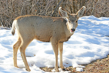 	
Mule deer in winter	