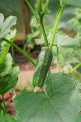 Young plant cucumber with yellow flower - 496375905